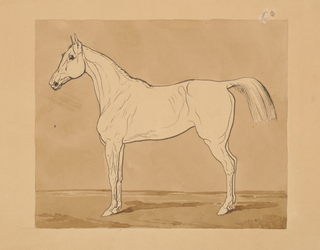 Study of a Horse Print, 18th-19th Century