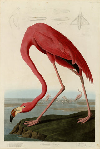 American Flamingo Print, 1827-1838