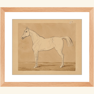 Study of a Horse Print, 18th-19th Century