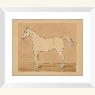 Study of a Horse Print, 18th-19th Century