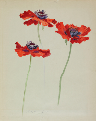 Study of Three Poppies Print, Early 20th Century
