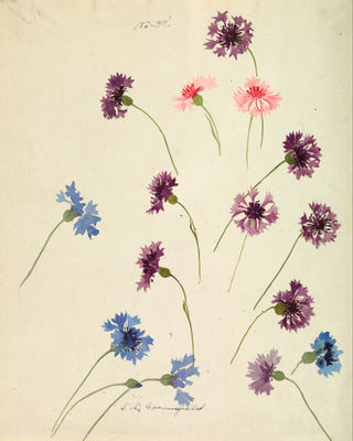 Study of Cornflowers Print, Late 19th Century