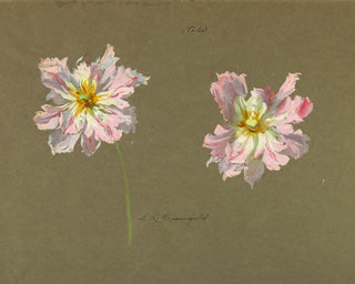 Study of Pale Pink Peonies Print, Early 20th Century