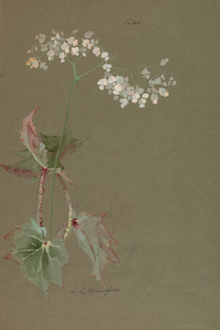 Study of Pink Begonias Print, Early 20th Century