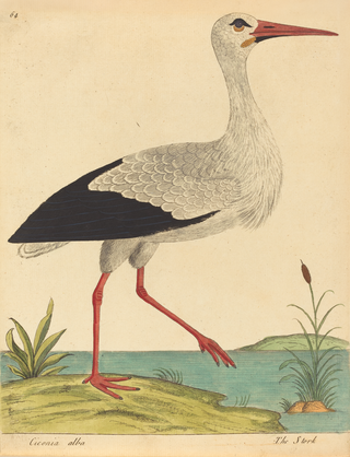 The Stork Print, 1731-1738