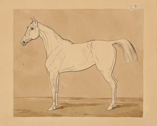Study of a Horse Print, 18th-19th Century