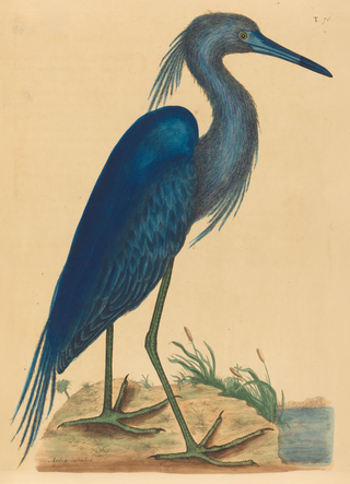 The Blue Heron Print, 1731-1743