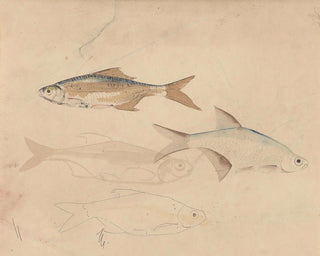 Four Barbels Print, Late 19th-Early 20th Century