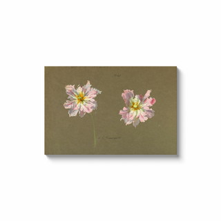 Study of Pale Pink Peonies Print, Early 20th Century