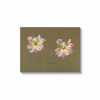 Study of Pale Pink Peonies Print, Early 20th Century