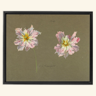 Study of Pale Pink Peonies Print, Early 20th Century