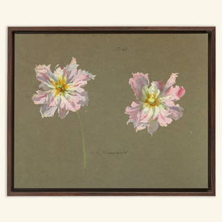 Study of Pale Pink Peonies Print, Early 20th Century