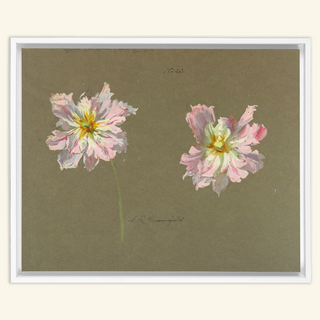 Study of Pale Pink Peonies Print, Early 20th Century