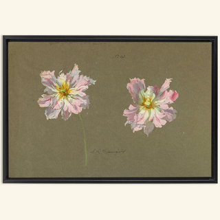 Study of Pale Pink Peonies Print, Early 20th Century