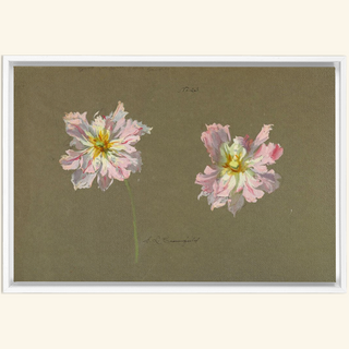 Study of Pale Pink Peonies Print, Early 20th Century