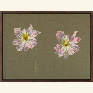 Study of Pale Pink Peonies Print, Early 20th Century