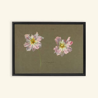 Study of Pale Pink Peonies Print, Early 20th Century