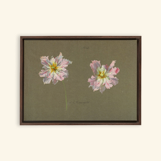 Study of Pale Pink Peonies Print, Early 20th Century