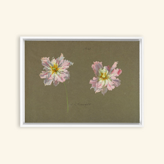 Study of Pale Pink Peonies Print, Early 20th Century