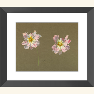 Study of Pale Pink Peonies Print, Early 20th Century