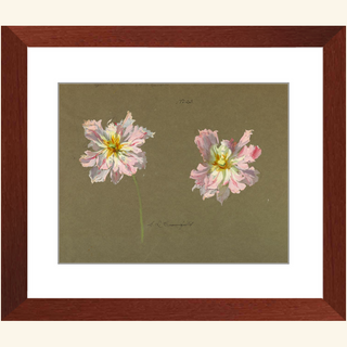 Study of Pale Pink Peonies Print, Early 20th Century