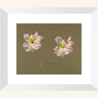 Study of Pale Pink Peonies Print, Early 20th Century