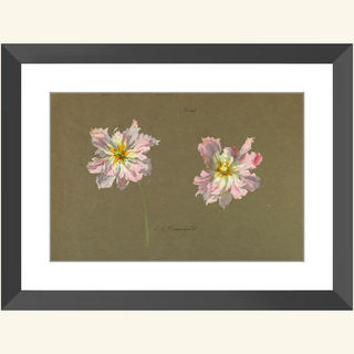 Study of Pale Pink Peonies Print, Early 20th Century