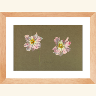 Study of Pale Pink Peonies Print, Early 20th Century