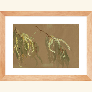 Study of Chestnut Tree Branches Print, 20th Century