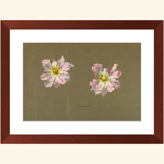 Study of Pale Pink Peonies Print, Early 20th Century