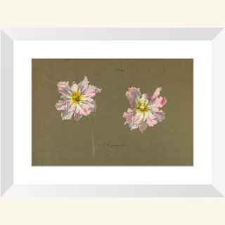 Study of Pale Pink Peonies Print, Early 20th Century