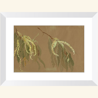 Study of Chestnut Tree Branches Print, 20th Century