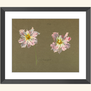 Study of Pale Pink Peonies Print, Early 20th Century