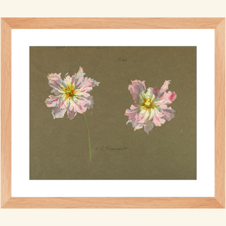 Study of Pale Pink Peonies Print, Early 20th Century