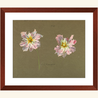 Study of Pale Pink Peonies Print, Early 20th Century