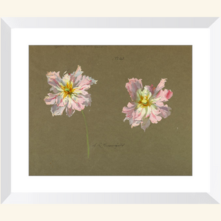 Study of Pale Pink Peonies Print, Early 20th Century