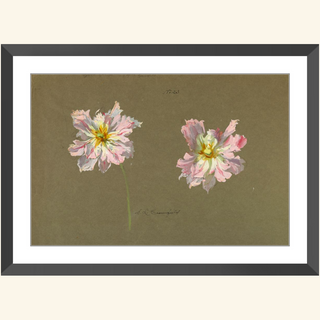 Study of Pale Pink Peonies Print, Early 20th Century