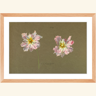 Study of Pale Pink Peonies Print, Early 20th Century