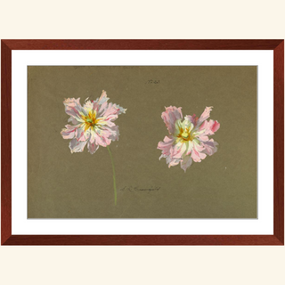 Study of Pale Pink Peonies Print, Early 20th Century