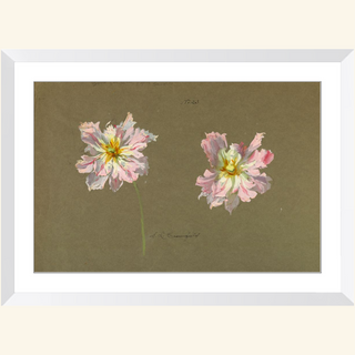 Study of Pale Pink Peonies Print, Early 20th Century