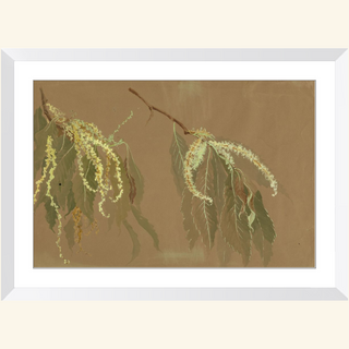 Study of Chestnut Tree Branches Print, 20th Century