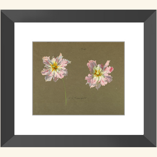 Study of Pale Pink Peonies Print, Early 20th Century