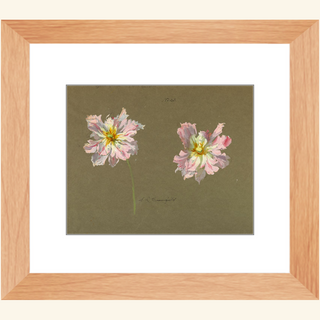 Study of Pale Pink Peonies Print, Early 20th Century