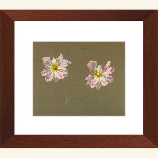 Study of Pale Pink Peonies Print, Early 20th Century