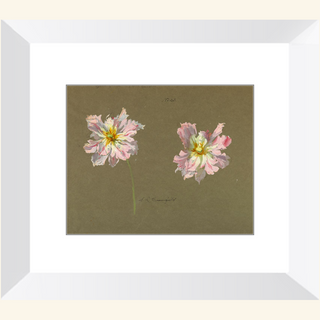 Study of Pale Pink Peonies Print, Early 20th Century