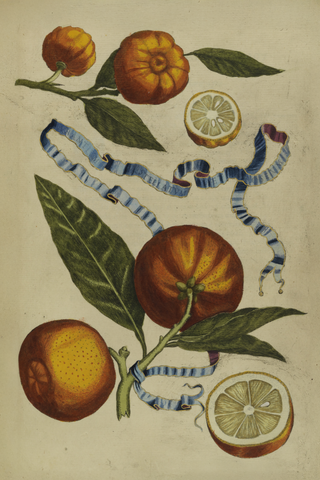 Citrus Botanical Print IV, 1646