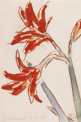 Roter Amaryllis Print, 1931