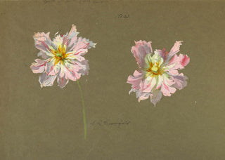 Study of Pale Pink Peonies Print, Early 20th Century