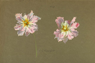 Study of Pale Pink Peonies Print, Early 20th Century