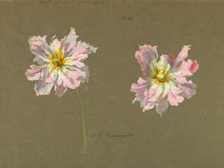 Study of Pale Pink Peonies Print, Early 20th Century